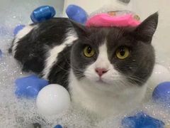 -车接车送·寄养洗护·德文猫舍(大宁店)