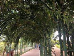 -杭州湾海上花田景区