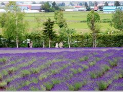 -富田农场