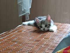 -lincat·猫舍(广州店)
