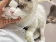 -达爱动物医院·犬猫分区·CT·复杂眼科(远洋山水分院)