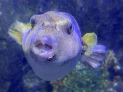 -太平洋海底世界