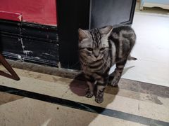 -猫色咖啡·猫咖
