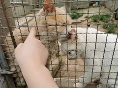 -成都爱之家动物救助中心