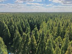 -黄海国家森林公园