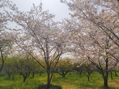 -苏州上方山国家森林公园