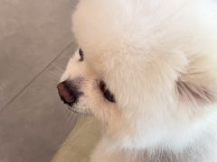 -伟伟宠物医院·CT影像中心·瑞派犬猫综合性门诊(汉口总院)