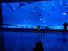 -烟台海昌鲸鲨海洋公园