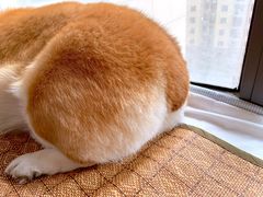 -美美酱宠物(外运路小区店)