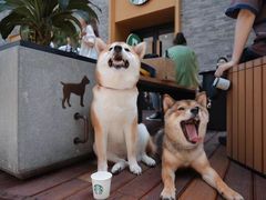 -柴务处·柴犬主题狗咖