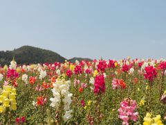 -径山花海