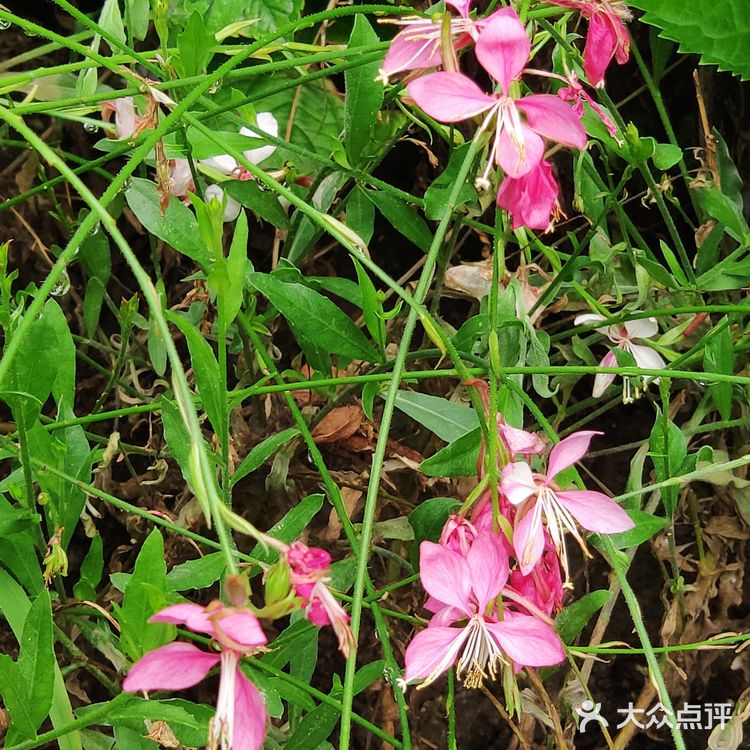 山桃草（玉蝶花，千鸟花）