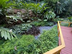 -银湖山郊野公园-相思林