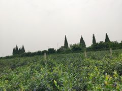 -金谷域澳洲庄园