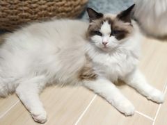 -momokira米努特·德文卷毛猫·棉花面纱犬