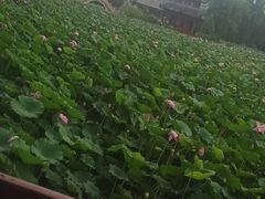 -莲池书院博物馆
