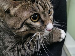 -伟伟宠物医院·CT影像中心·瑞派犬猫综合性门诊(汉口总院)