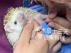 -爱诺耐芙动物医院(万博店)