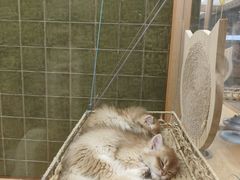 -帕帕拉兹宠物(亚洲旗舰店)