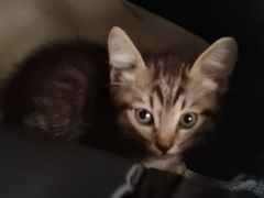 -瑞鹏宠物医院·超声·骨科·奇麟分院(蜀都万达店)