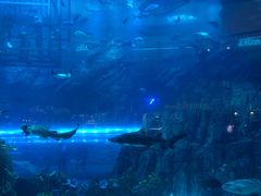 -迪拜水族馆及水下动物园