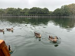 -西湖游船
