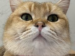-共舞时光猫咖·狗咖(新街口店)