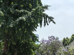 -重庆市江北嘴中央商务区中央公园