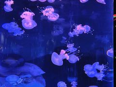 -左海海底世界