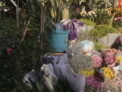 -曲阳花鸟市场(曲阳路店)