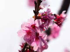 -顾村公园