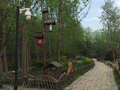 -合肥滨湖国家森林公园