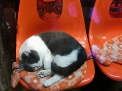 -猫咪博物馆(顶澳仔猫街店)