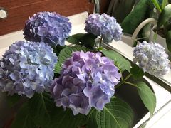 -平吉花卉市场