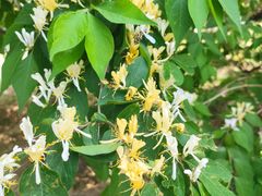 -永定河休闲森林公园