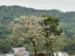-龙井壹号·茶缘山景宴(龙井村店)