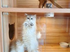 -猫十亿·布偶金渐层·曼基康矮脚猫舍(青年路店)