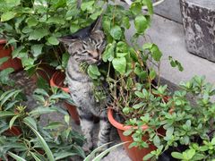 -猫的天空之城概念书店(西塘古镇店)