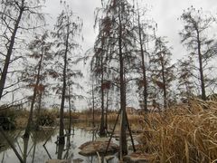 -上海长兴岛郊野公园