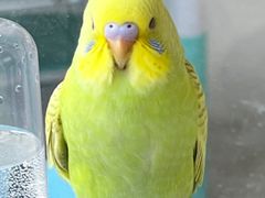 -怪兽屋·羊驼·猫咖·狗咖(俊华广场店)