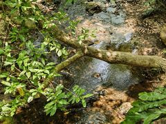 -深圳仙湖植物园