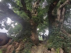 -杨家堂村