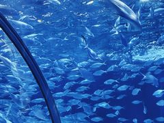 -上海海洋水族馆