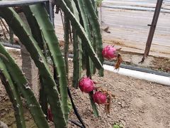 -呀路古热带植物园