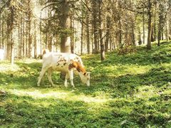 -硗碛藏寨·神木垒景区