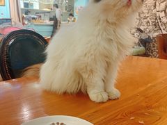 -猫小院猫主题餐厅(三里屯店)