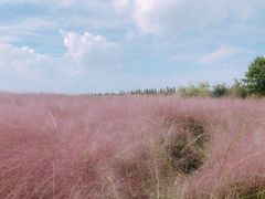 -杭州湾海上花田景区