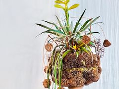 -荷兰布尔玛国际花艺学院