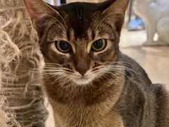 -喵呜公社猫咖