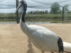 -盐城丹顶鹤湿地生态旅游区